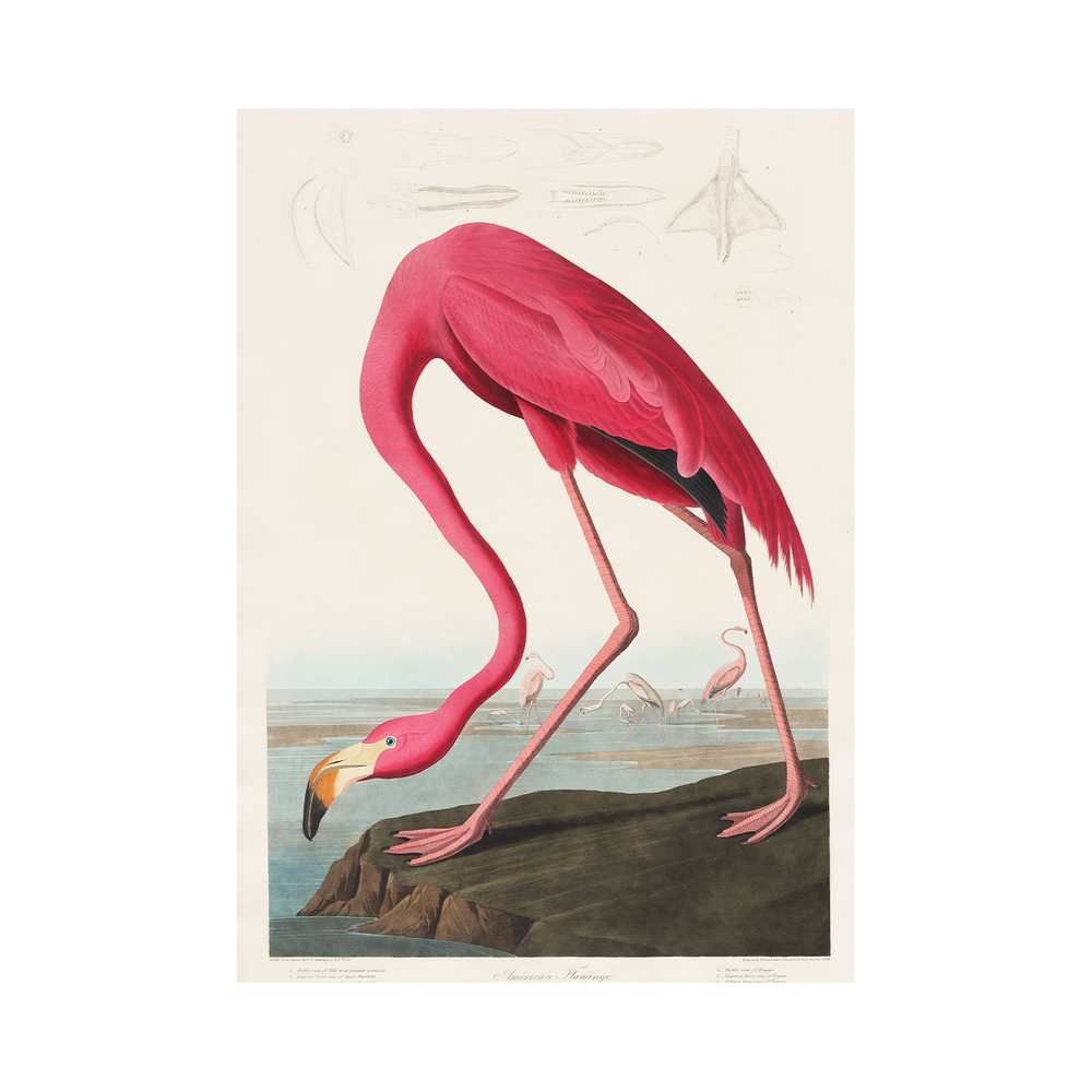 The Pink Majestic