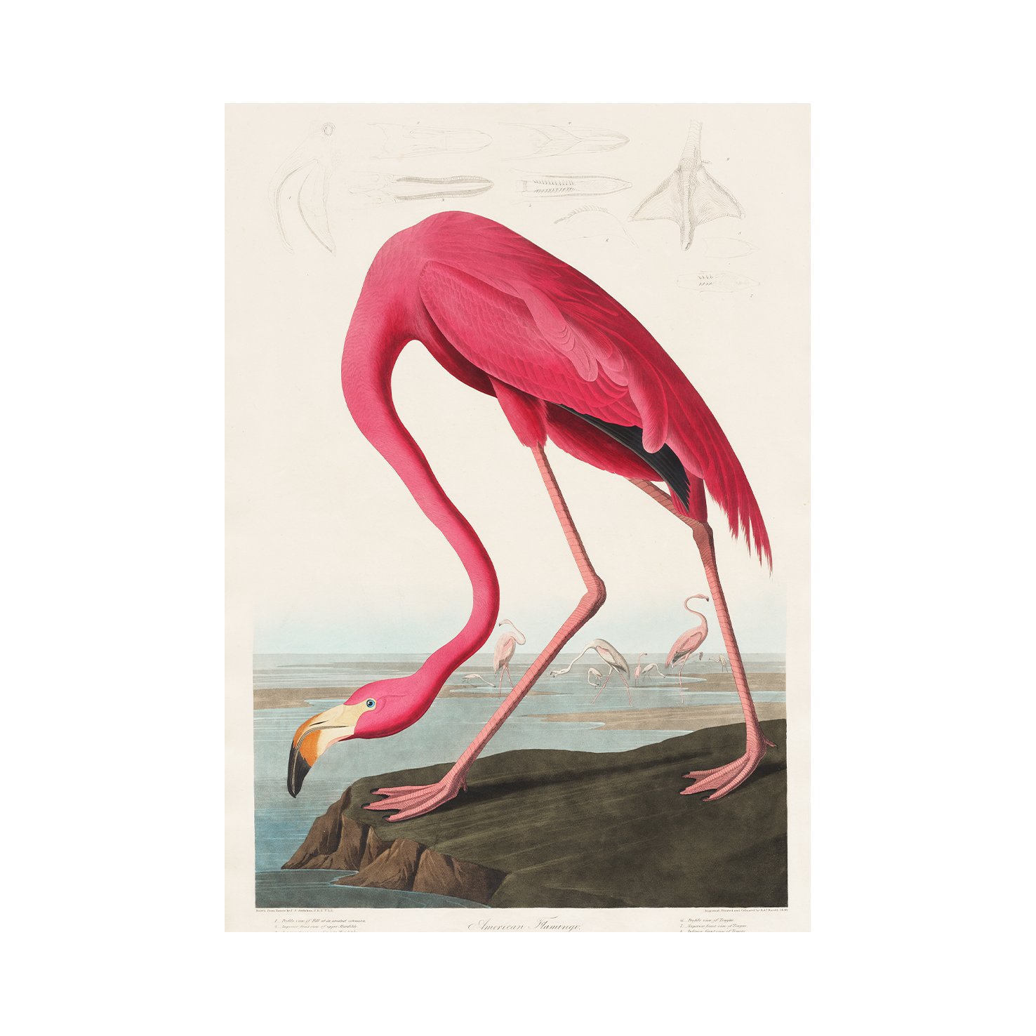 The Pink Majestic — Premium Framed Wall Art by Art Edges