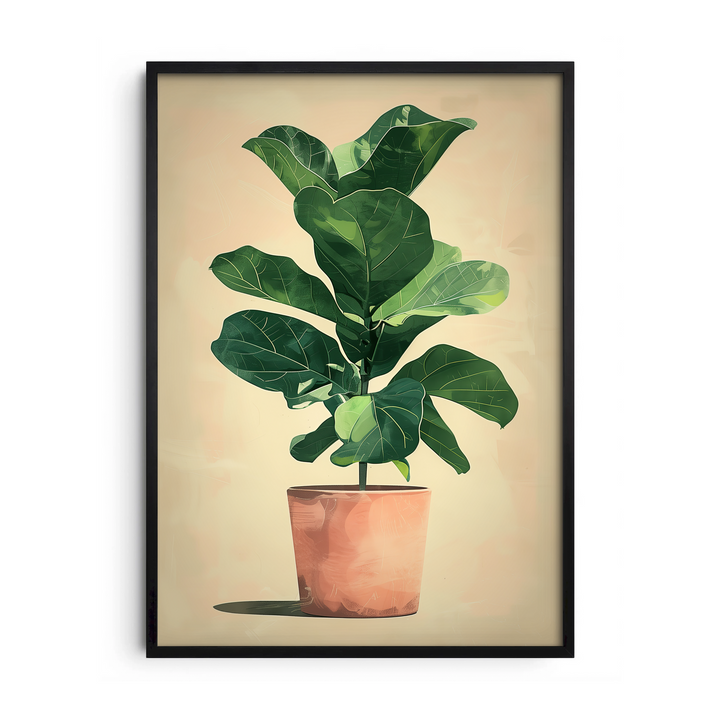Fiddle Leaf Fig Plant